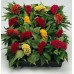 СЕМЕНА ЦЕЛОЗИЯ "ПИЖОН", 0,1 Г GL SEEDS