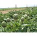 КУПИТЬ СЕМЕНА АРТИШОК ЗЕЛЕНЫЙ ГЛОБУС