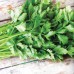 КУПИТЬ СЕМЕНА СЕЛЬДЕРЕЯ ЛИСТОВОГО ВЕСТЛЕНД
