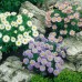 КУПИТЬ СЕМЕНА АСТРЫ АЛЬПИЙСКОЙ КУПИТЬ СЕМЕНА АСТРЫ АЛЬПИЙСКОЙ