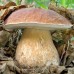 СЕМЕНА МИЦЕЛИЙ СУХОЙ ЗЕРНОВОЙ БЕЛЫЙ ГРИБ  ДУБОВЫЙ, 100 Г