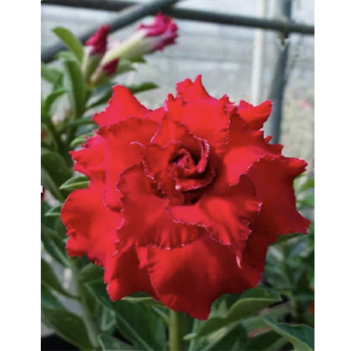 СЕЯНЕЦ АДЕНИУМ RED, 1 ШТ Н5