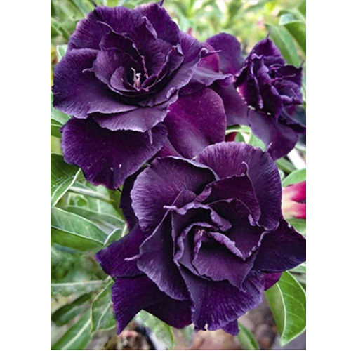 СЕЯНЕЦ АДЕНИУМА VIOLET 1 ШТ. Н5