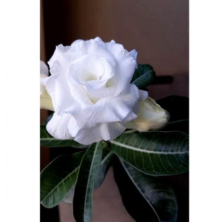 СЕЯНЕЦ АДЕНИУМ "WHITE ROSE", 1 ШТ Н7