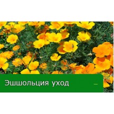 Эшшольция уход и посадка Эшшольция уход и посадка