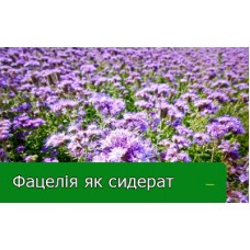 Фацелія як сидерат Фацелія як сидерат