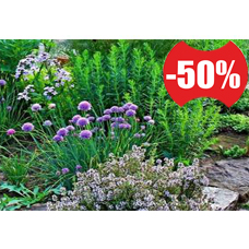 Цена на 50% ниже Цена на 50% ниже