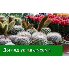 Догляд за кактусами в домашніх умовах Догляд за кактусами в домашніх умовах