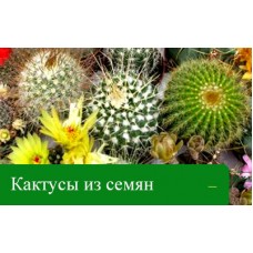 КАКТУСЫ ИЗ СЕМЯН