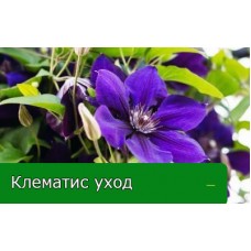 Ухаживаем за клематисами правильно!