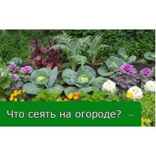 КОГДА ЧТО СЕЯТЬ И САЖАТЬ НА ОГОРОДЕ КОГДА ЧТО СЕЯТЬ И САЖАТЬ НА ОГОРОДЕ