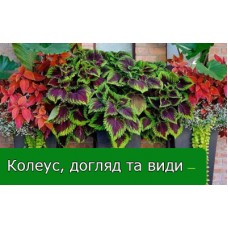 Колеус - кімнатна рослина, посадка та догляд Колеус - кімнатна рослина, посадка та догляд