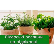 Лікарські рослина на підвіконні Лікарські рослина на підвіконні