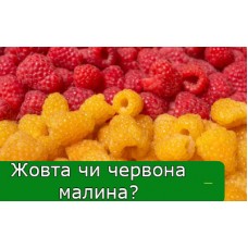Жовта чи червона малина? Жовта чи червона малина?