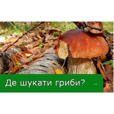 Де шукати гриби? Де шукати гриби?
