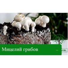 КАКОЙ МИЦЕЛИЙ ГРИБОВ ВЫБРАТЬ: ЗЕРНОВОЙ ИЛИ НА ПАЛОЧКАХ? КАКОЙ МИЦЕЛИЙ ГРИБОВ ВЫБРАТЬ: ЗЕРНОВОЙ ИЛИ НА ПАЛОЧКАХ?