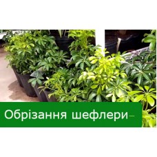 Як правильно обрізати шефлеру Як правильно обрізати шефлеру