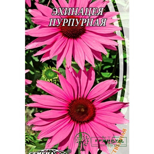 СЕМЕНА ЭХИНАЦЕЯ ПУРПУРНАЯ, 0,5 Г.