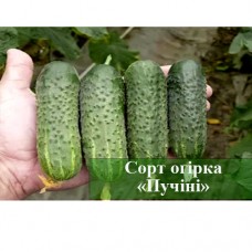 Выращивание комнатного огурца "Пуччини" от торговой марки Професиональные семена Выращивание комнатного огурца "Пуччини" от торговой марки Професиональные семена