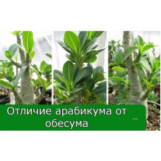Чем отличается Адениум Арабикум от Обесум?