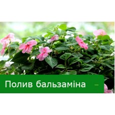 Полив бальзаміна