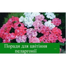 Поради для цвітіння пеларгонії  