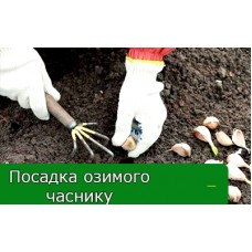 Посадка озимого часнику Посадка озимого часнику