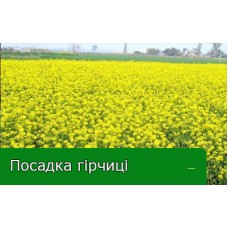 Посадка гірчиці Посадка гірчиці