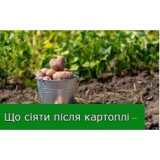 Що посіяти після збирання картоплі?