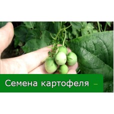 НЕ МНОГИЕ ЗНАЮТ ОБ СЕМЕНАХ КАРТОФЕЛЯ