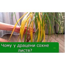 Чому у драцени сохне листя Чому у драцени сохне листя