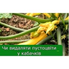 Чи потрібно видаляти пустоцвіти у кабачків?