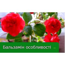 Бальзамін особливості Бальзамін особливості