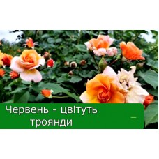 Червень — місяць, у якому починають розпускатися троянди Червень — місяць, у якому починають розпускатися троянди