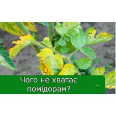 Як зрозуміти, чого не вистачає помідорам?
