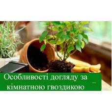 Особливості догляду за кімнатною гвоздикою Особливості догляду за кімнатною гвоздикою