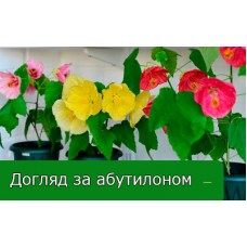 Абутилон (Abutilon) - правила догляду 