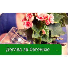 Догляд за бегонією Догляд за бегонією