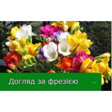 Догляд за фрезією Догляд за фрезією