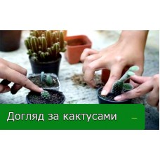 Причини опадання діток та квітів у кактусів Причини опадання діток та квітів у кактусів