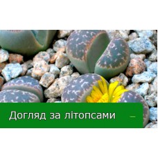 Літопси (Lithops) Літопси (Lithops)