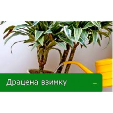 Догляд за драценою взимку Догляд за драценою взимку