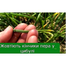 Що робити, якщо жовтіють кінчики пера у цибулі? Що робити, якщо жовтіють кінчики пера у цибулі?