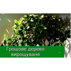 Якщо грошове дерево втрачає листя Якщо грошове дерево втрачає листя
