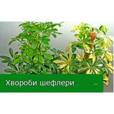 Чому шефлера жовтіє і скидає листя 