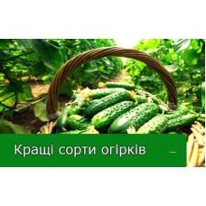Кращі сорти огірків 2024 Кращі сорти огірків 2024