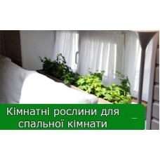 Кімнатні рослини для спальної кімнати Кімнатні рослини для спальної кімнати