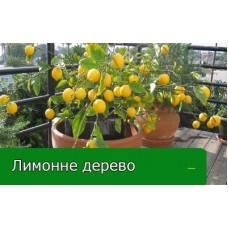 Лимонне дерево Лимонне дерево