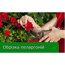 Поради квітникарів. Обрізка пеларгоній Поради квітникарів. Обрізка пеларгоній