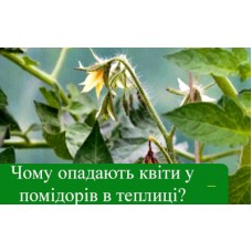 Чому опадають квіти у помідорів в теплиці? Чому опадають квіти у помідорів в теплиці?